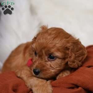 Rusty, Cavapoo Puppy